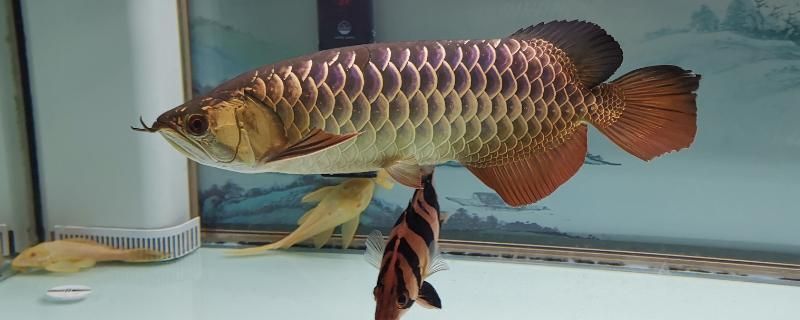 龍魚缸怎么選擇水位高：選擇龍魚缸的水位高度時需要考慮多個因素，龍魚缸水位與觀賞性關系