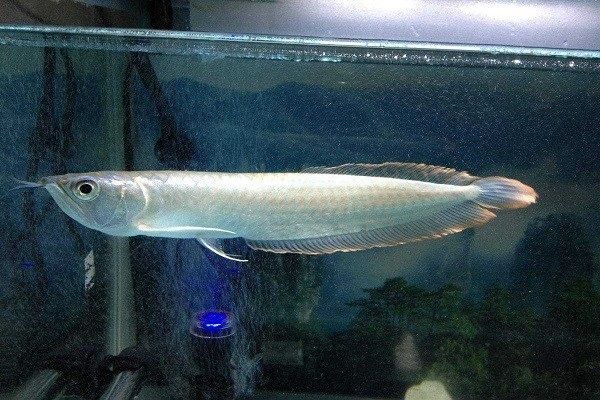 金龍魚幼魚和銀龍幼魚對比圖：金龍魚與銀龍魚價格比較，金龍魚幼魚與成魚的區別