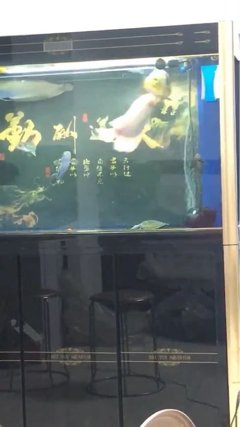 金老虎皇冠三間魚免費觀看
