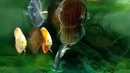 七彩魚和金龍魚可以混養嗎七彩魚和金龍魚可以混養嗎：七彩魚和金龍魚可以混養但需要注意以下幾點