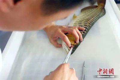 龍魚肚子下面有絲絲：龍魚肚子下面有絲絲狀物可能是由于多種原因引起的 龍魚肚子下面有絲絲：龍魚肚子下面有絲絲狀物可能是由于多種原因引起的 龍魚百科