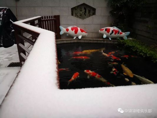 龍魚寓意：龍魚在文化中象征著力量、智慧和好運,龍魚的寓意