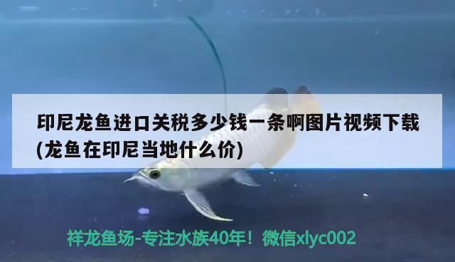 龍魚進口手續多少錢一條啊：龍魚進口手續流程包括以下幾個步驟龍魚進口手續流程 龍魚進口手續多少錢一條啊：龍魚進口手續流程包括以下幾個步驟龍魚進口手續流程 龍魚百科 第4張