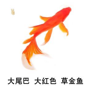 蝴蝶鯉魚能和龍魚混養嗎：蝴蝶鯉能和龍魚混養嗎