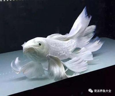 蝴蝶鯉魚能和龍魚混養嗎：蝴蝶鯉能和龍魚混養嗎