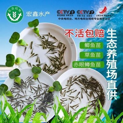 龍魚吃草魚苗：如何判斷龍魚是否過飽