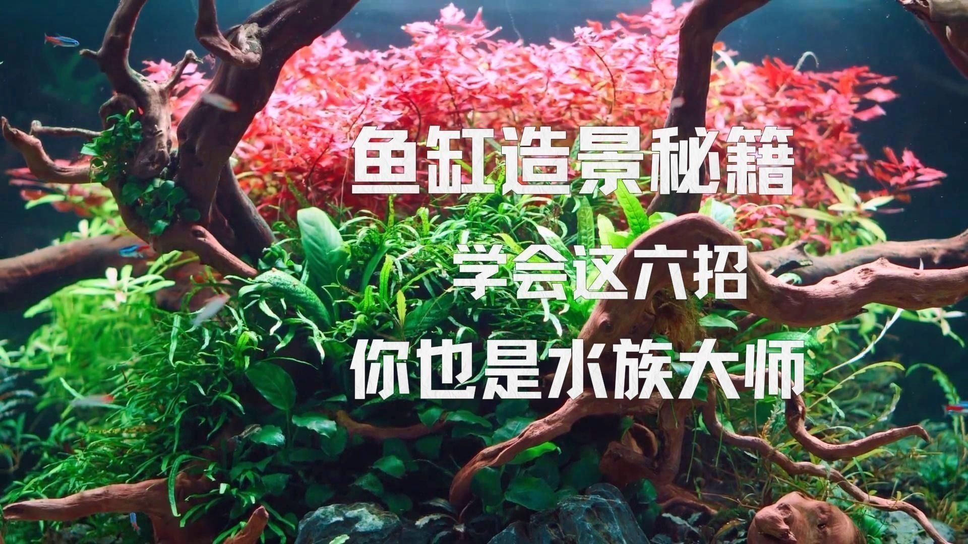 如何搭配魚缸布景以增強氣場？