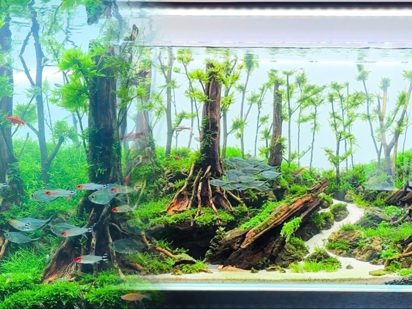 如何搭配魚缸布景以增強氣場？