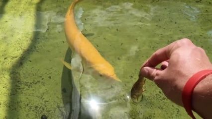 三十厘米金龍魚一天喂幾次：三十厘米金龍魚喂食的頻率應根據其生長階段和體型來決定
