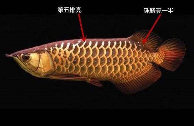 過背和b過金龍魚的區別：過背金龍魚和b過金龍魚的區別 過背和b過金龍魚的區別：過背金龍魚和b過金龍魚的區別 龍魚百科 第5張