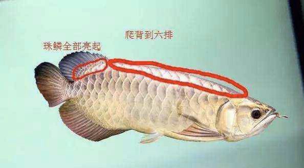 過背和b過金龍魚的區別：過背金龍魚和b過金龍魚的區別 過背和b過金龍魚的區別：過背金龍魚和b過金龍魚的區別 龍魚百科 第4張