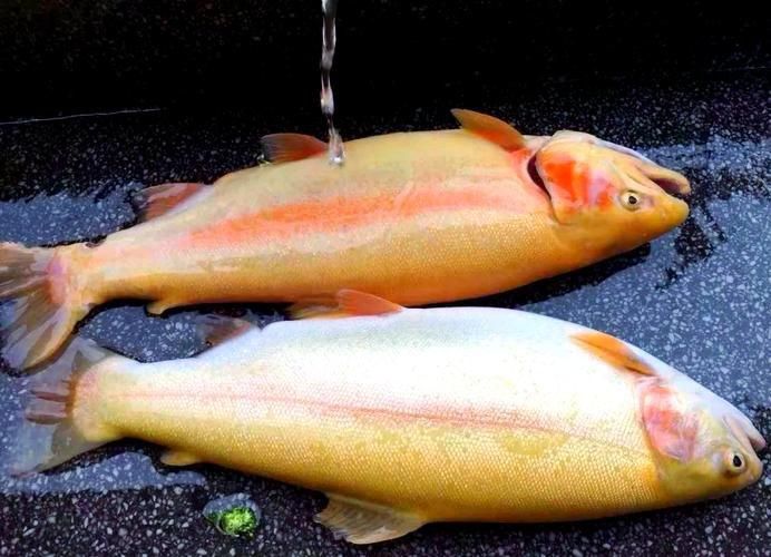 金鱒魚圖片