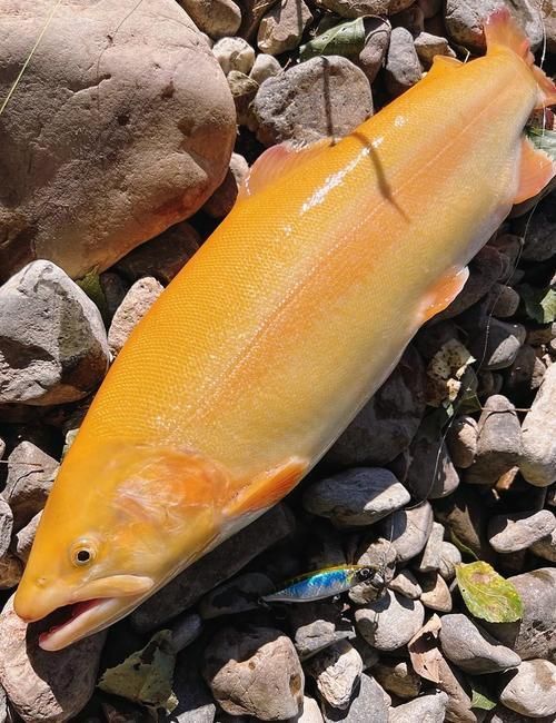 金鱒魚圖片