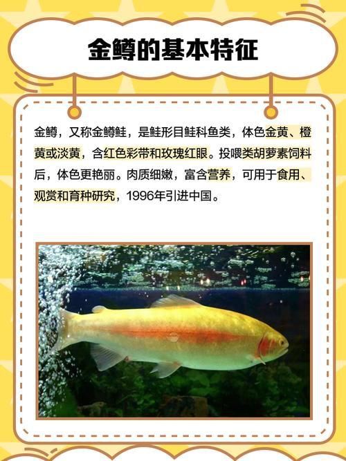 金鱒魚圖片