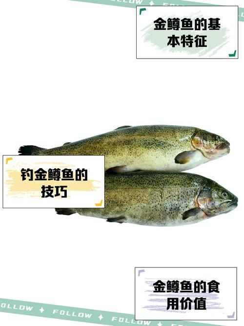 金鱒魚圖片