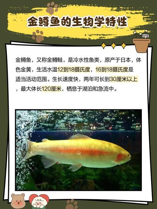 金鱒魚圖片