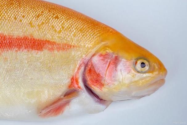 金鱒魚圖片