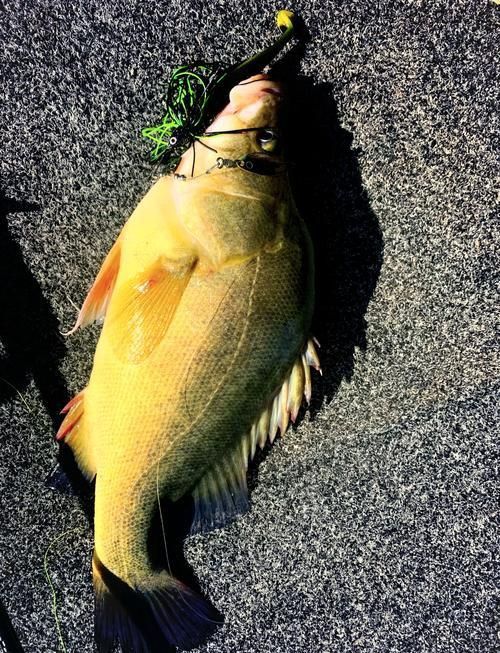 金鱒魚圖片
