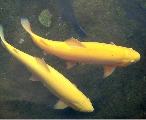 金鱒魚圖片