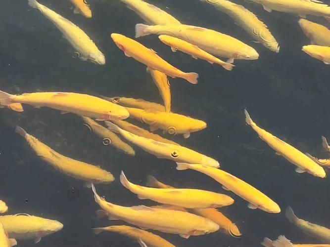 金鱒魚圖片