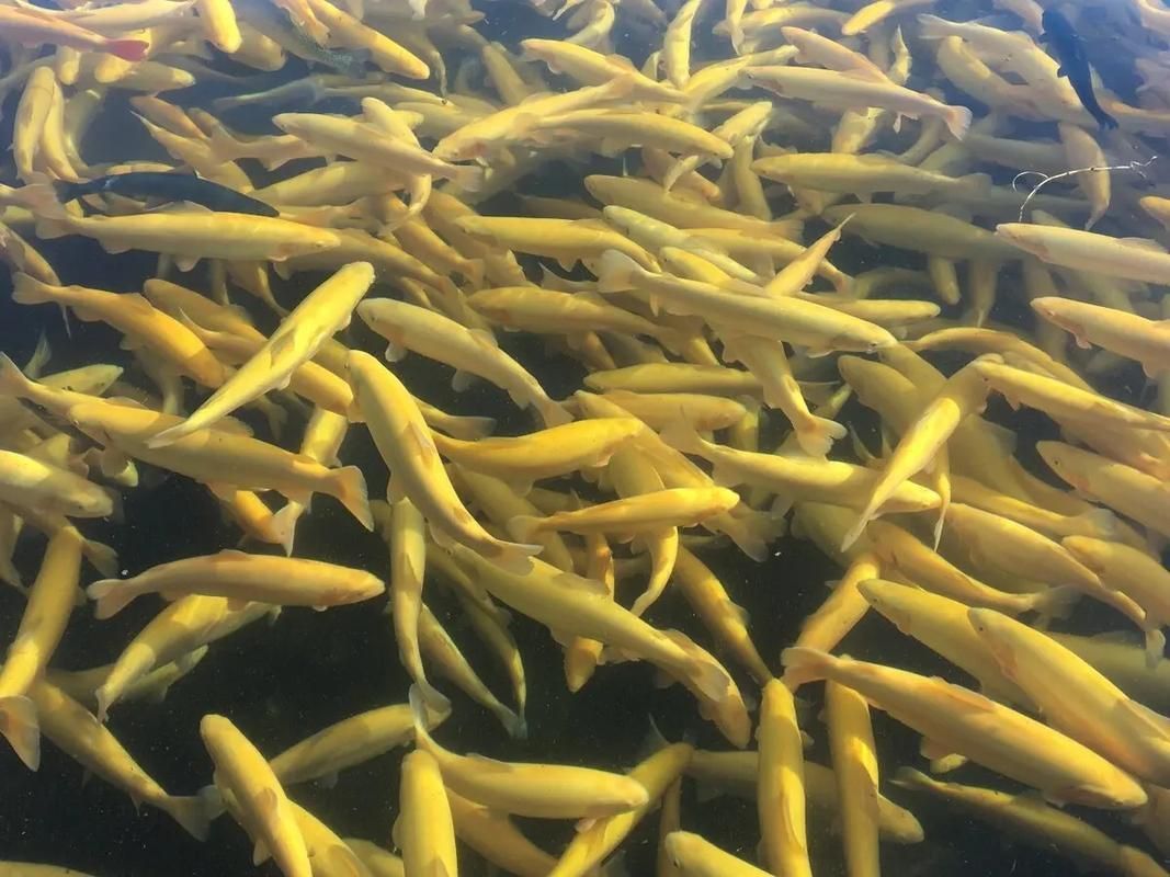 金鱒魚圖片