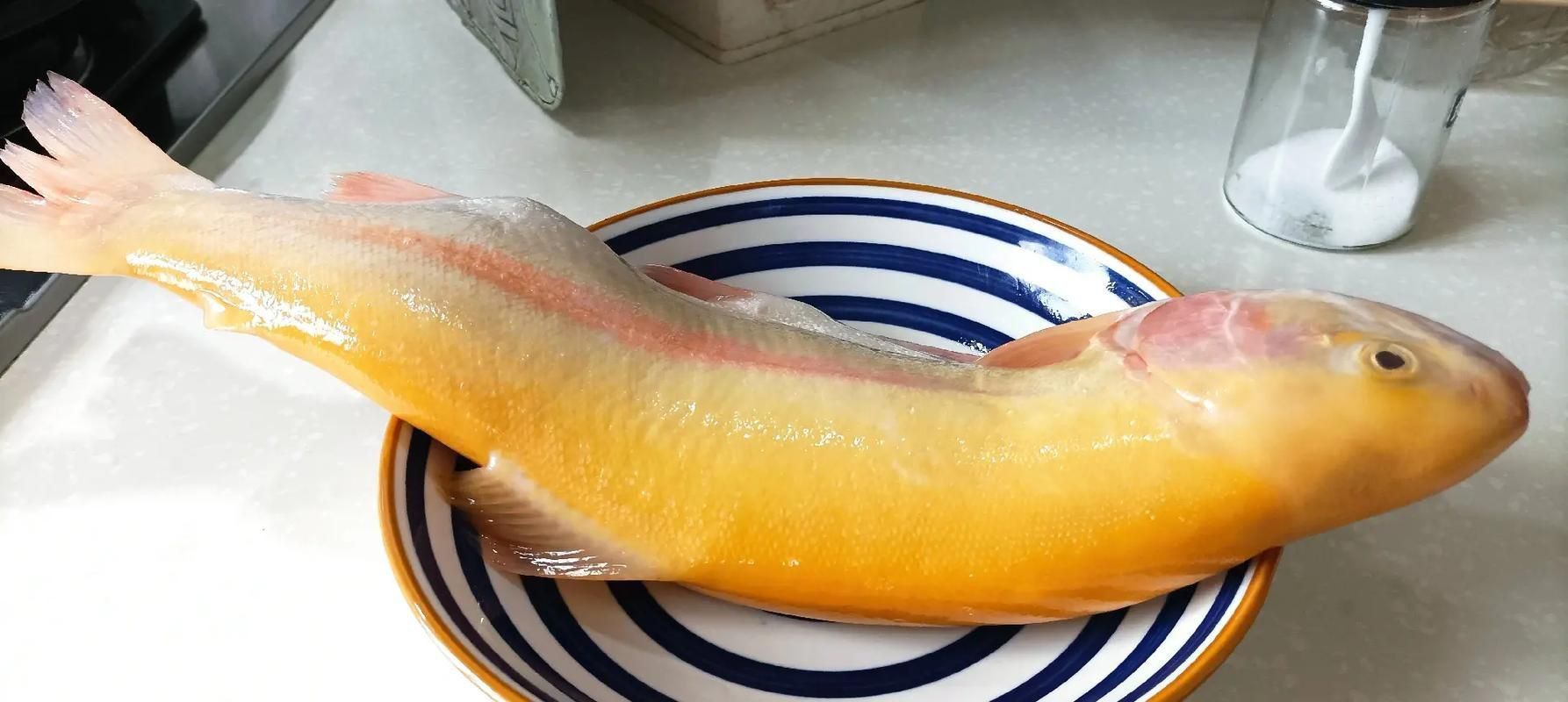 金鱒魚圖片