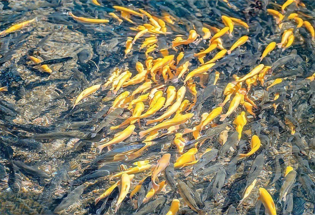 金鱒魚圖片