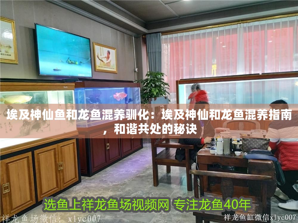 埃及神仙魚和龍魚混養馴化：埃及神仙和龍魚混養指南，和諧共處的秘訣
