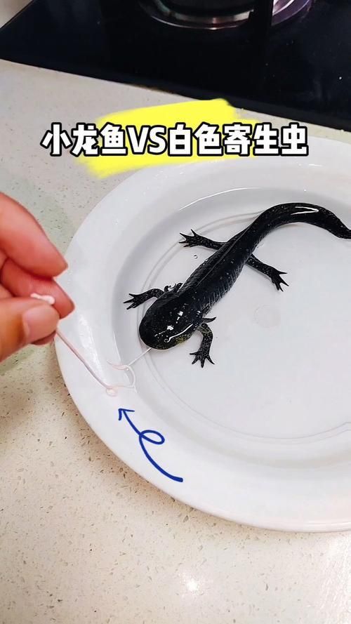 小龍魚長什么樣子圖片