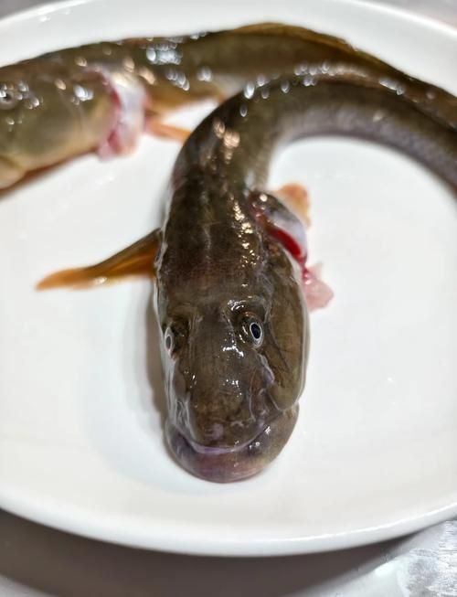 小龍魚長什么樣子圖片