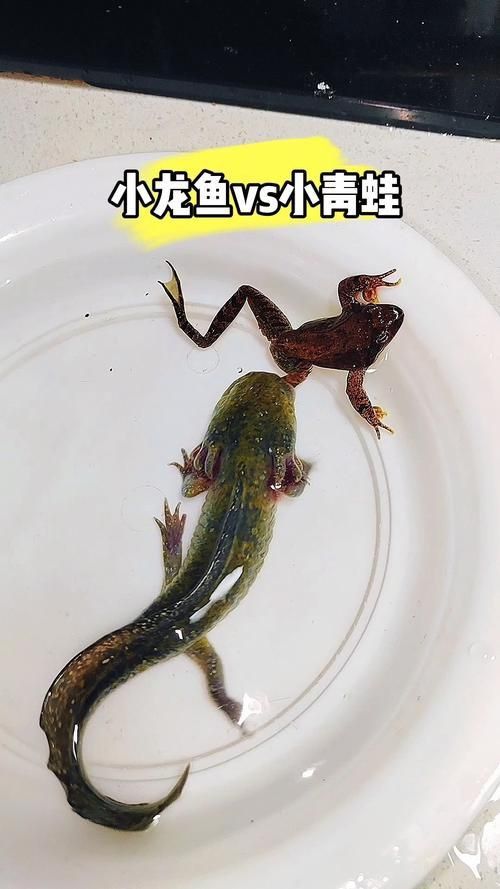 小龍魚長什么樣子圖片