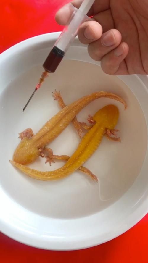 小龍魚長什么樣子圖片