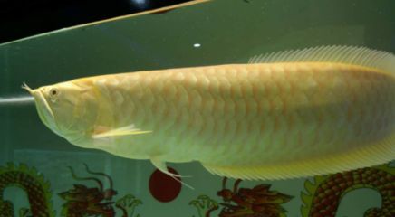 銀龍魚生病什么癥狀（銀龍魚生病時可能出現的一些癥狀） 銀龍魚生病什么癥狀（銀龍魚生病時可能出現的一些癥狀） 龍魚百科 第4張
