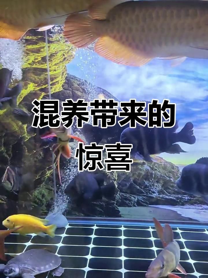 紅龍魚能和小魚混養(yǎng)嗎