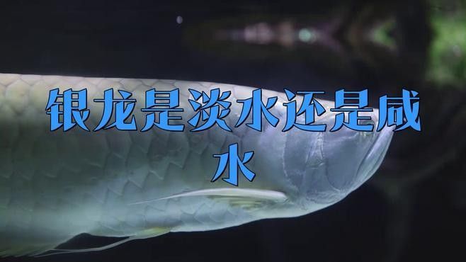 銀龍魚(yú)可以淡水養(yǎng)嗎 銀龍魚(yú)可以淡水養(yǎng)嗎 龍魚(yú)百科 第2張