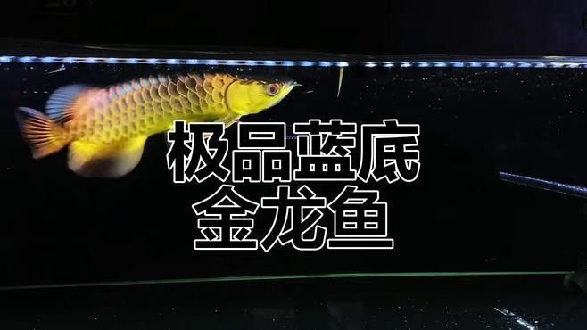 過(guò)背金龍魚(yú)怎么看品相好壞圖片