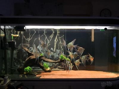 埃及神仙魚混養注意事項，埃及神仙魚混養注意事項，