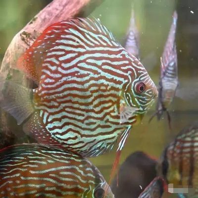 埃及神仙魚混養注意事項，埃及神仙魚混養注意事項，