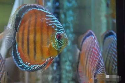 埃及神仙魚混養注意事項，埃及神仙魚混養注意事項，