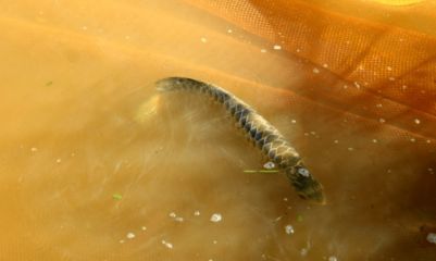 金龍魚生活在什么水域【金龍魚生活在什么樣的環境中？】