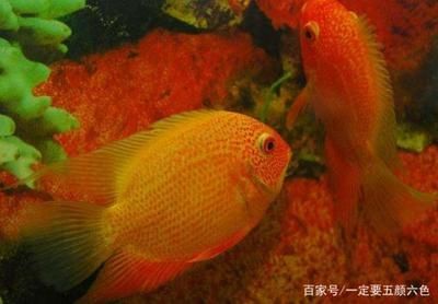 龍魚哪里產的好養：龍魚哪里產的好？探尋全球優質龍魚產地 龍魚哪里產的好養：龍魚哪里產的好？探尋全球優質龍魚產地 龍魚百科 第2張