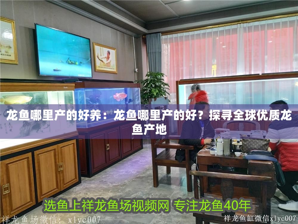 龍魚哪里產的好養：龍魚哪里產的好？探尋全球優質龍魚產地