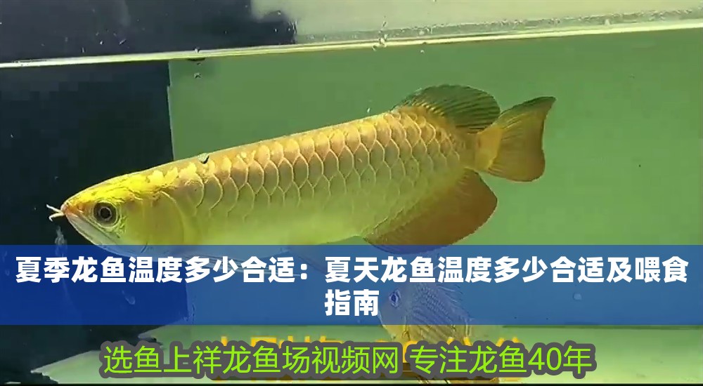 深耕龍魚文化，推動產業升級—記中國漁業協會龍魚分會<strong><mark>上海</mark></strong>辦事處主任楊淳凱