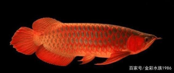 養龍魚的危害：養龍魚可能會帶來一些潛在的危害