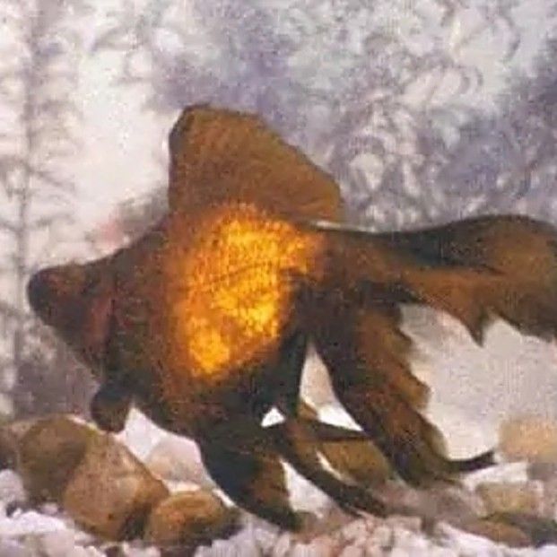 龍睛魚繁殖方式是什么？