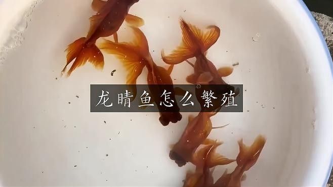 龍睛魚繁殖方式是什么？