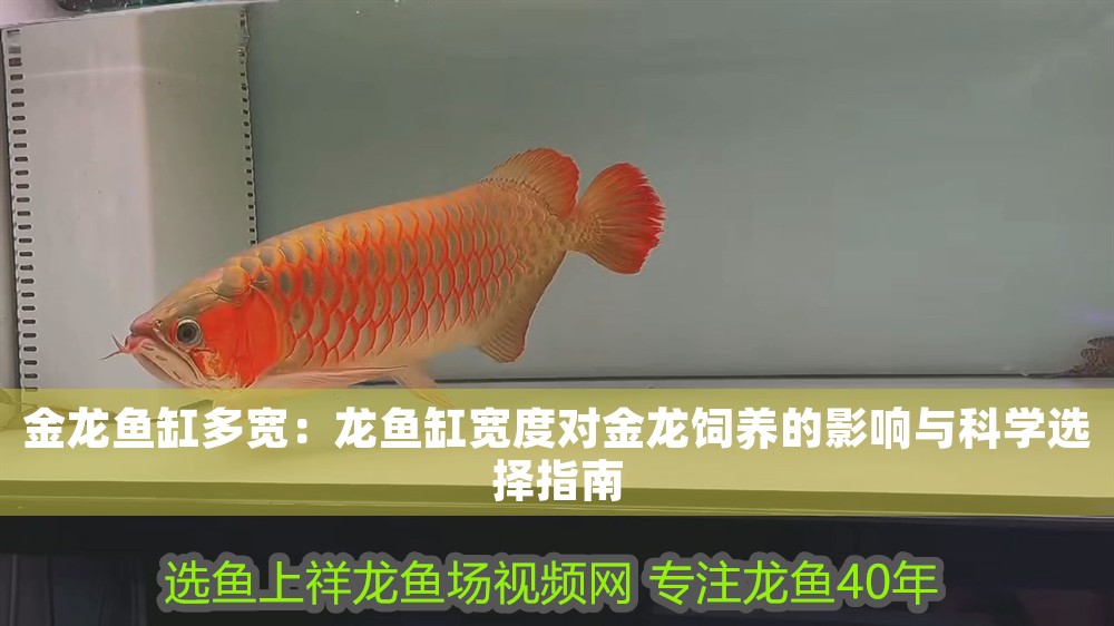 金龍魚缸多寬:龍魚缸寬度對金龍飼養的影響與科學選擇指南 龍魚百科 第1張 金龍魚缸多寬:龍魚缸寬度對金龍飼養的影響與科學選擇指南 金龍魚缸多寬:龍魚缸寬度對金龍飼養的影響與科學選擇指南 龍魚百科 第1張