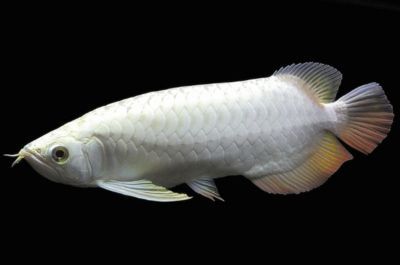 龍魚不吃食:龍魚不吃食可能是由多種原因造成的 龍魚百科 第5張 龍魚不吃食:龍魚不吃食可能是由多種原因造成的 龍魚不吃食:龍魚不吃食可能是由多種原因造成的 龍魚百科 第5張