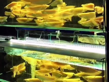 銀龍魚用什么顏色燈光