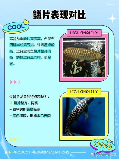 龍魚的價格是如何確定的？ 龍魚的價格是如何確定的？ 龍魚百科 第5張